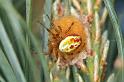 Araniella_displicata_D3007_Z_92_NP De Hoge Veluwe_Nederland